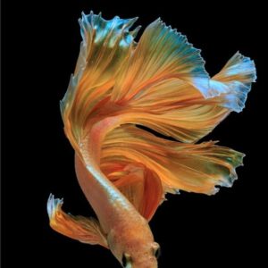 middagworkshop ''fishie" pimpelmeesje 12 juni 2026 Middagworkshop join me ''Glow in the Dark" 13 November 2026
