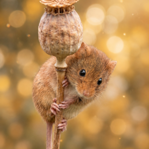 Middagworkshop join me ''little mouse' 18 Maart